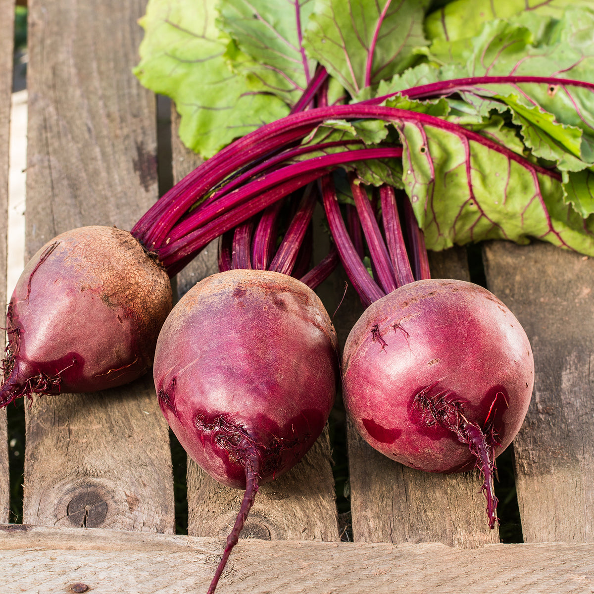 Rote Beete gemahlen Bio (100g)